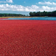 Image for article titled The weird evolutionary story of cranberries